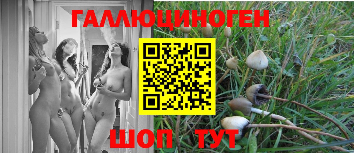 Псилоцибиновые грибы Psilocybine cubensis Алексин